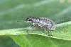 Polydrusus inustus